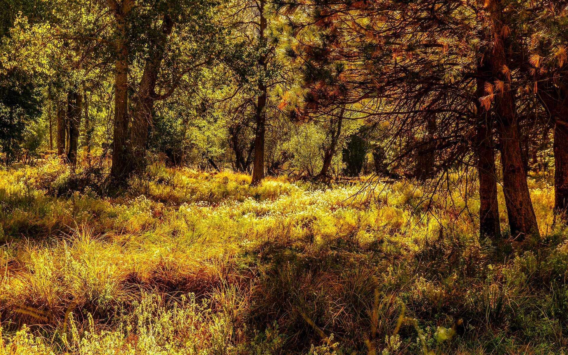 yosemite forest sunshine 02