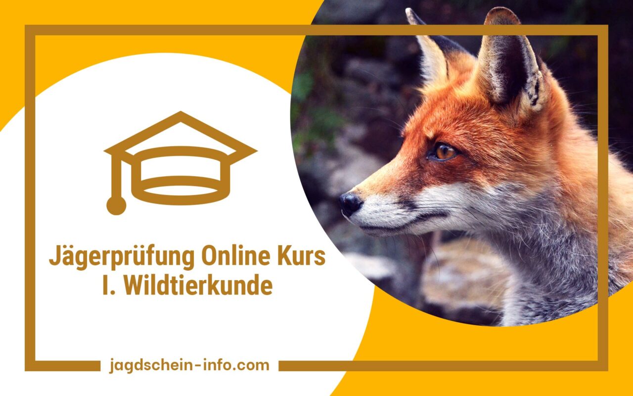 beitragsbild jaegerpruefung online kurs 01 wildtierkunde