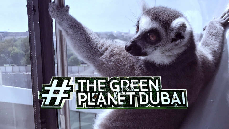 beitragsbild dubai green planet monkey