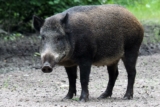 Ausbreitung der Afrikanischen Schweinepest (ASP) in Deutschland