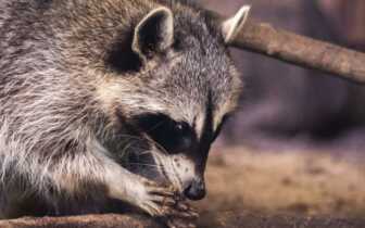 Neobiota und invasive Arten in Deutschland – Goethe-Universität startet Umfrage
